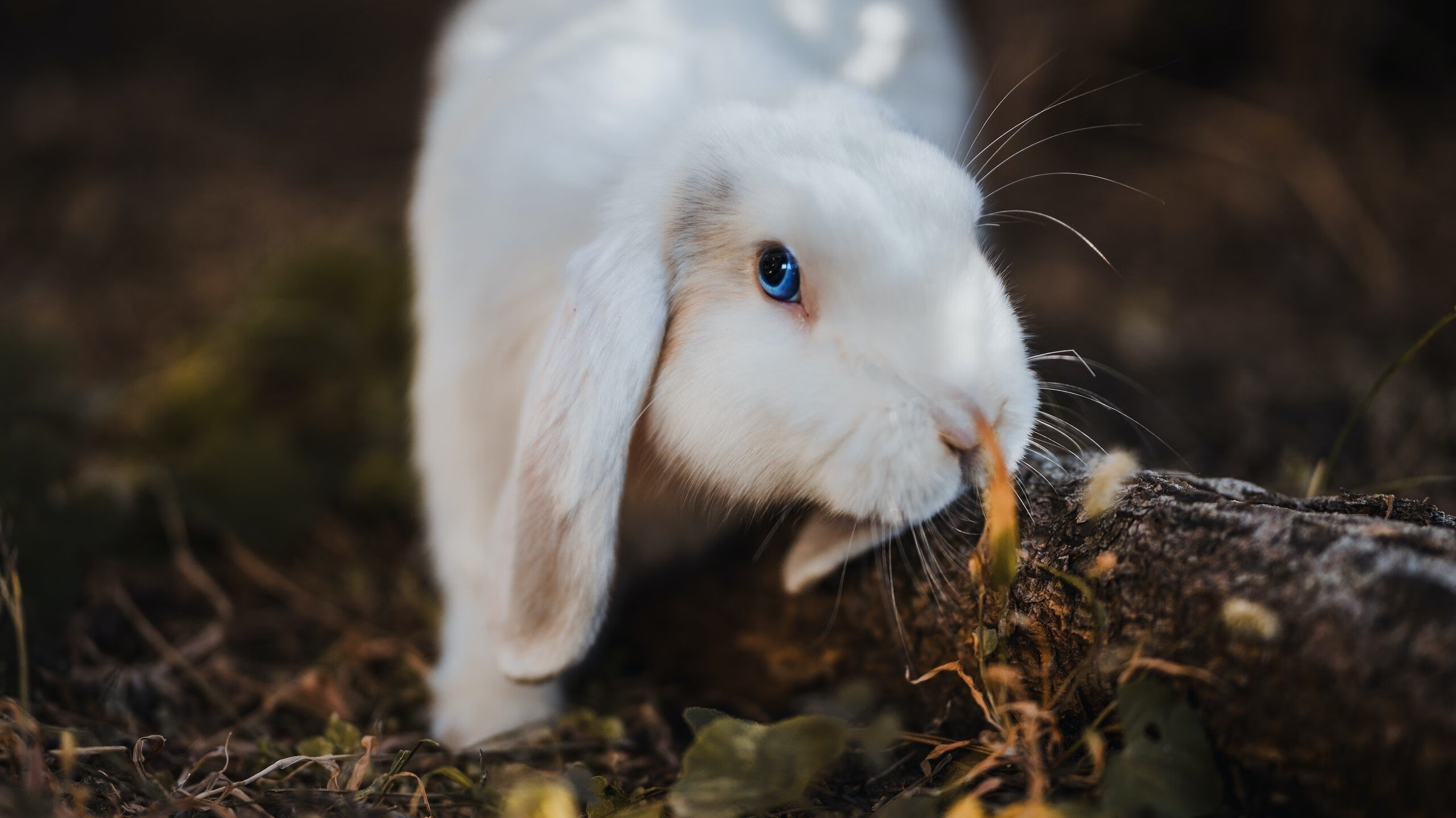 开云官方网页登录-VALORANT 青年联赛报名火爆，valorant比赛官网