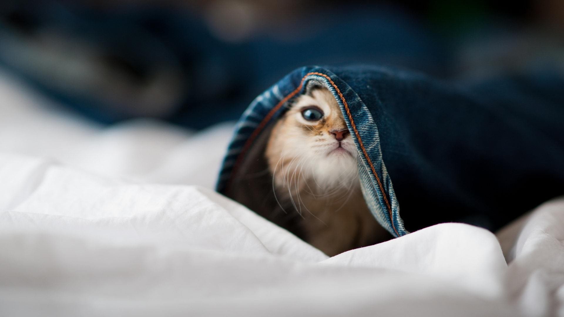 开云体育官方网入口-_未来运动装备：AI辅助促运动表现_，运动辅助工具有哪些