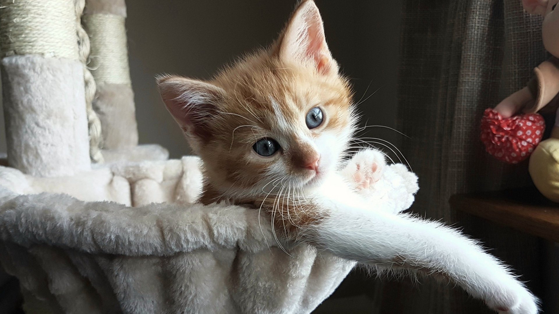 开云在线直播-“全明星集结！明星投手、击球手火力全开，激烈角逐冠军”，明星投篮视频