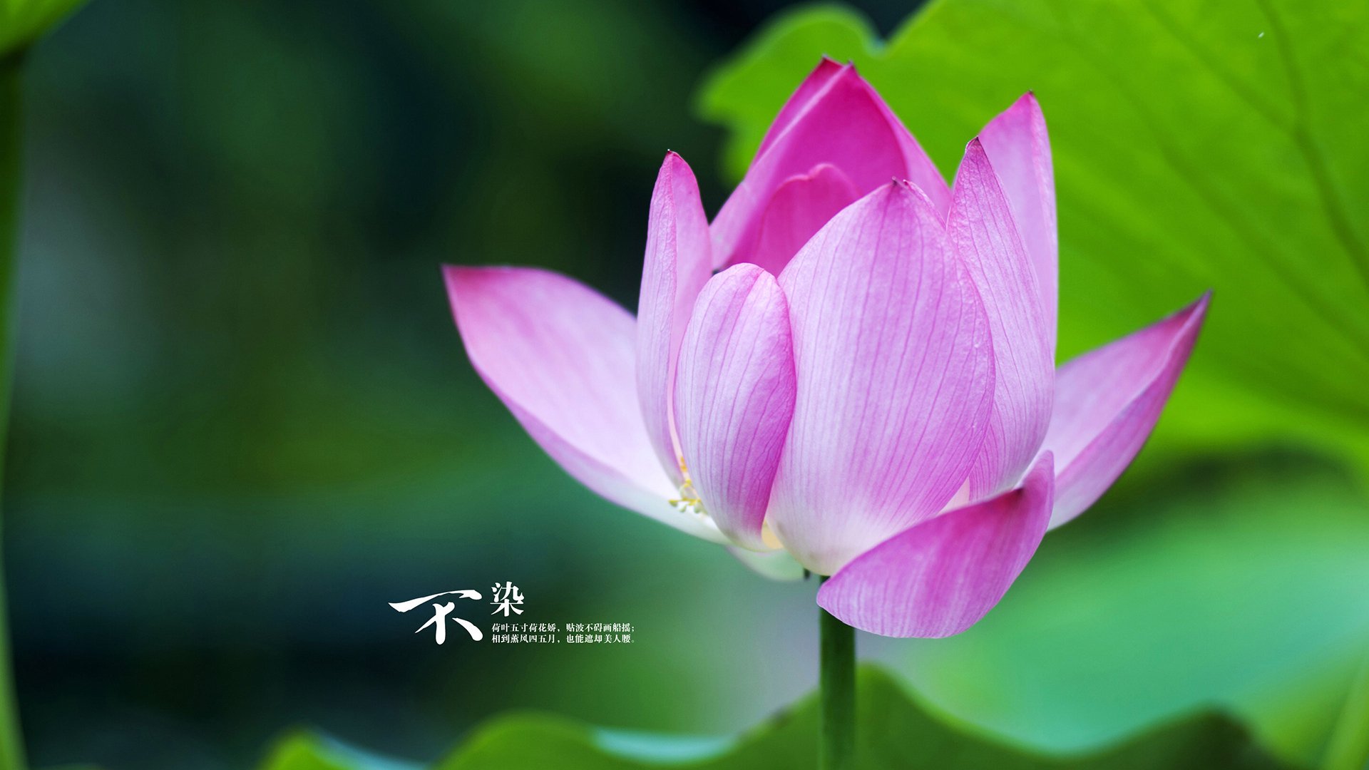 kaiyun体育综合-中国足球明星海外发展最新动态，足球 明星 中国