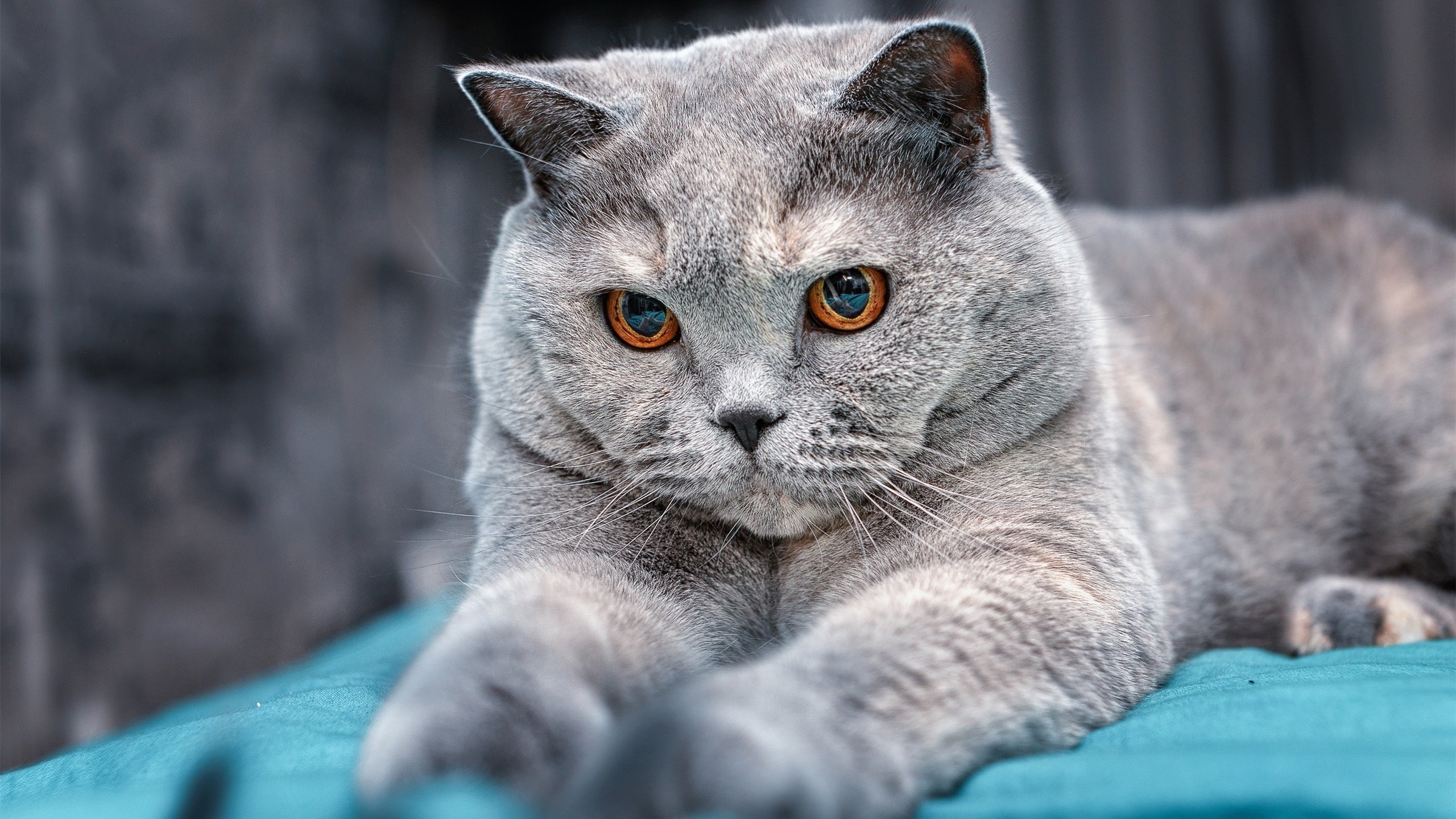 kaiyun官方入口登录-意甲豪门争锋，尤文图斯逆转取胜，尤文图斯在意甲一家独大