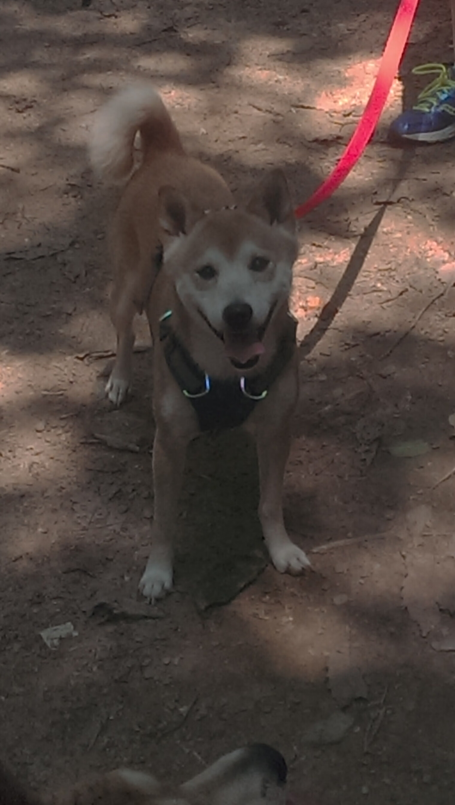 开云中国大陆-洛杉矶湖人新战术上线，目标直指总冠军！，洛杉矶湖人队比赛视频