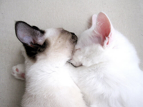 开云·体育全站登录地址-全北现代临危不乱，为了团队荣誉而战斗，全北现代对