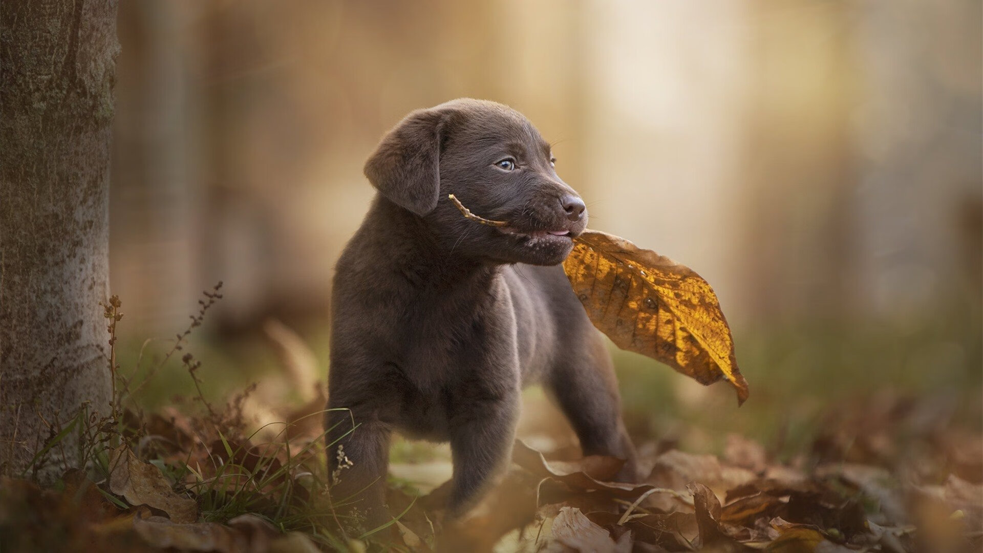 曼斯菲尔德客场表现顽强，野马军团力争突破，曼斯菲尔德的一生