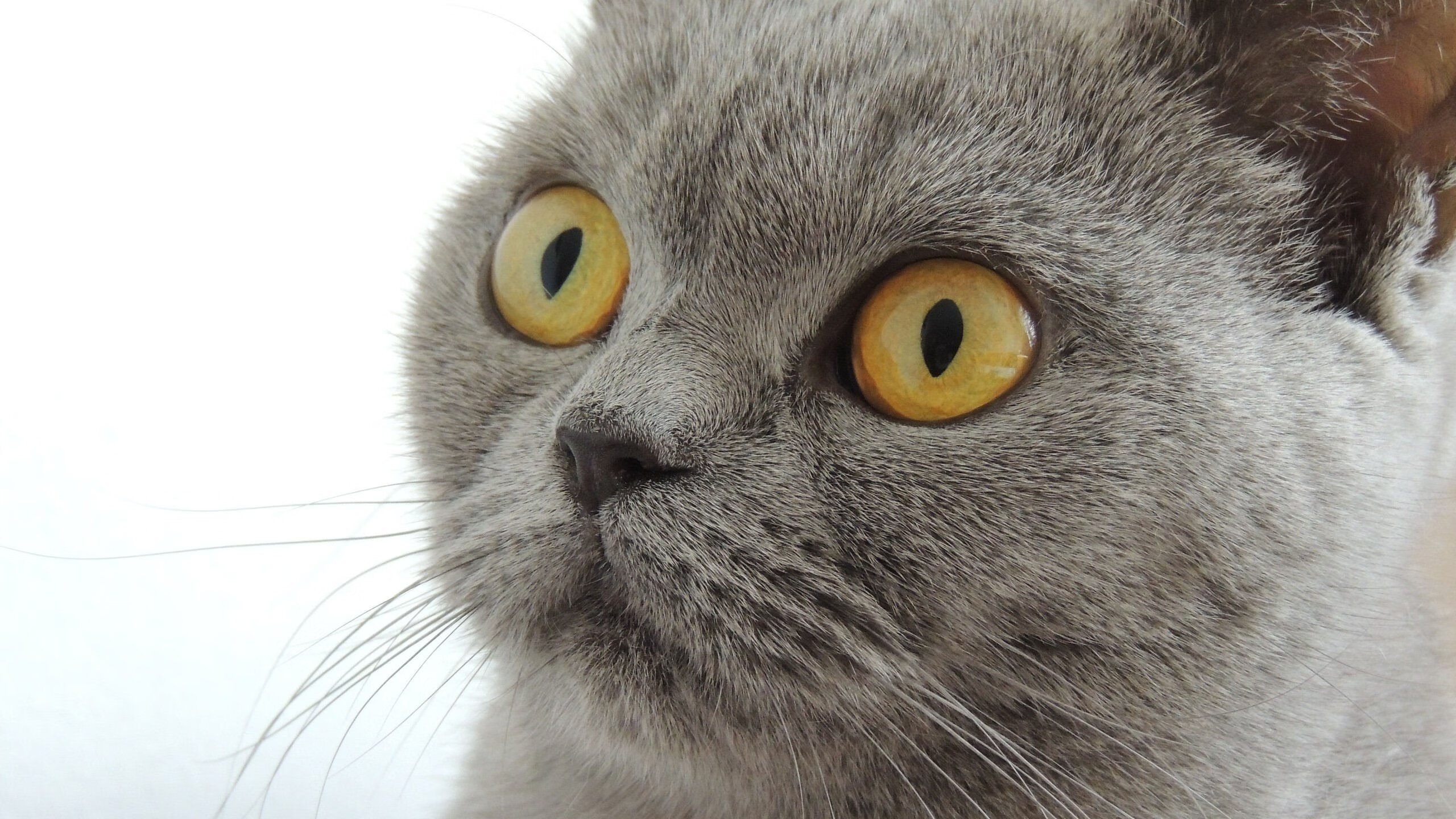 球星受伤退场，球队整体战力受影响，球员受伤怎么办