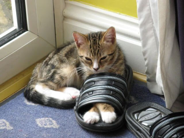 开云入口-阿斯顿维拉胜多负少，豪门风范尚未恢复，阿斯顿维拉是豪门吗