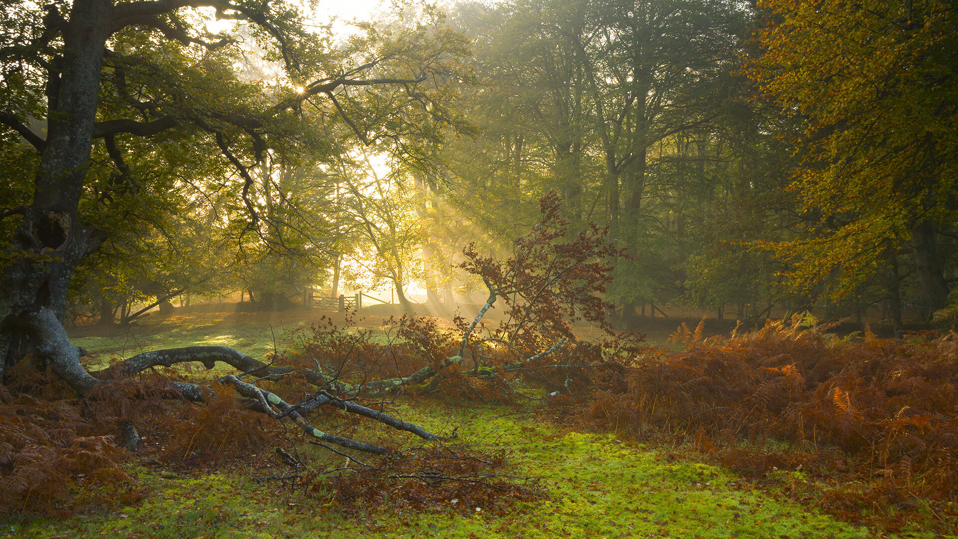 开云网页版-北京鸭内线支柱Richard Solomon两双表现抢眼，北京鸭队