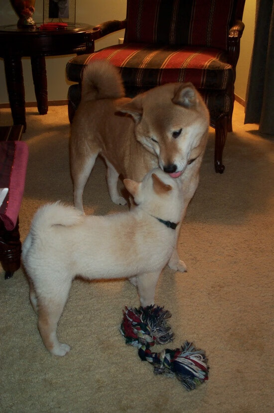 kaiyun体育app-中国足球青训体系引入智能分析技术，中国足球青训体系现状