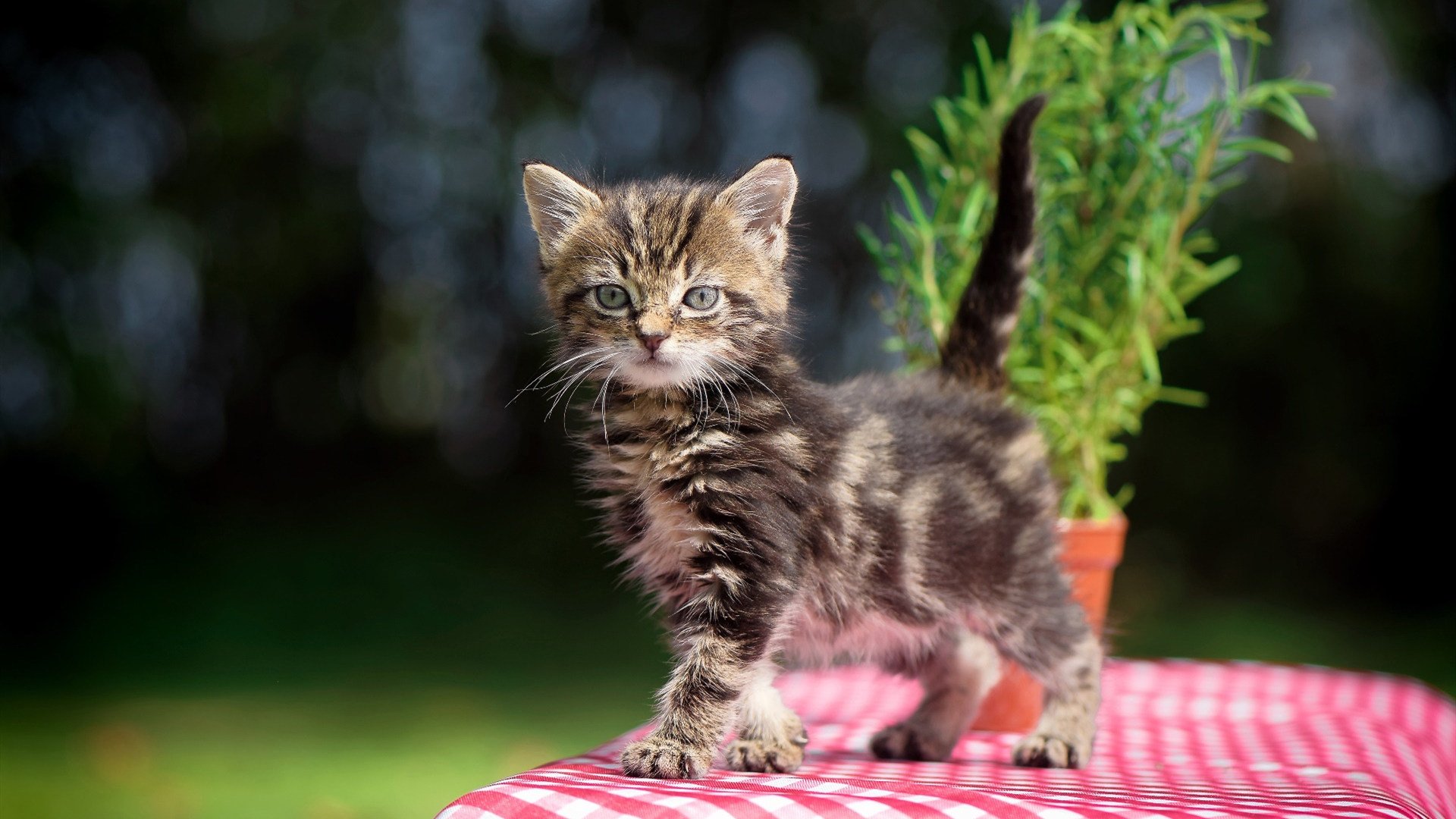 开云在线直播-克罗地亚男篮在欧洲锦标赛中闯入八强，实力大幅提升，克罗地亚男篮国家队名单